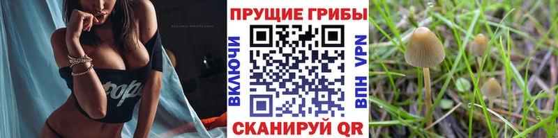 Псилоцибиновые грибы прущие грибы  Купить где  Каменск-Шахтинский 